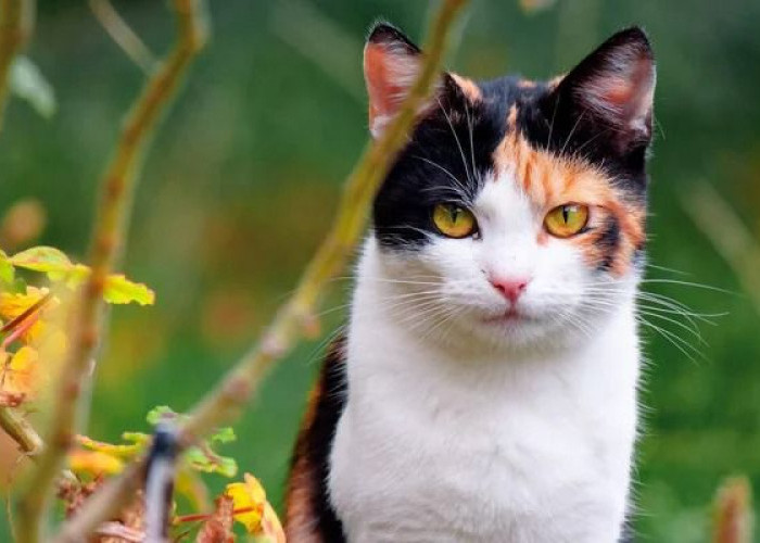 Fakta Menarik Tentang Kucing Calico, Apakah Kucing ini Dianggap Sebagai Pembawa Keberuntungan?