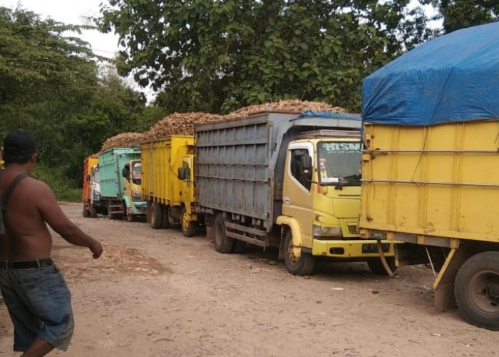 Asperti Lampung Dukung SK Harga Singkong, tapi Minta Gubernur Tinjau Ulang Implementasi di Lapangan