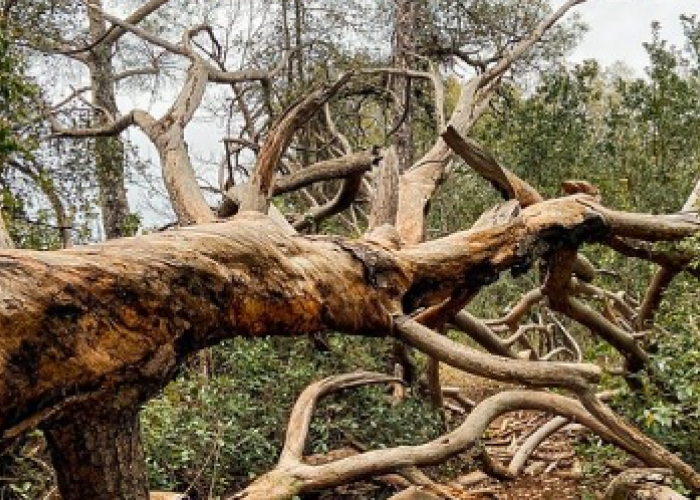 Seringnya Terjadi Pohon Tumbang, Masyarakat Diimbau Waspada