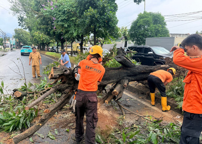 Pohon Tumbang di Depan Rumah Arinal Djunaidi, Lalu Lintas Jalan Sultan Agung Sempat Tersendat