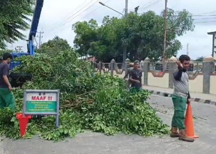 Dinas LH Kota Metro Antisipasi Pohon Tumbang