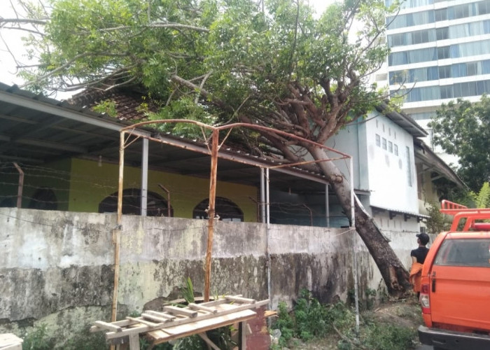 1 Pohon Tumbang Kena Atap Mushola Dinas Perikanan Lampung, Diduga Karena Angin Kencang
