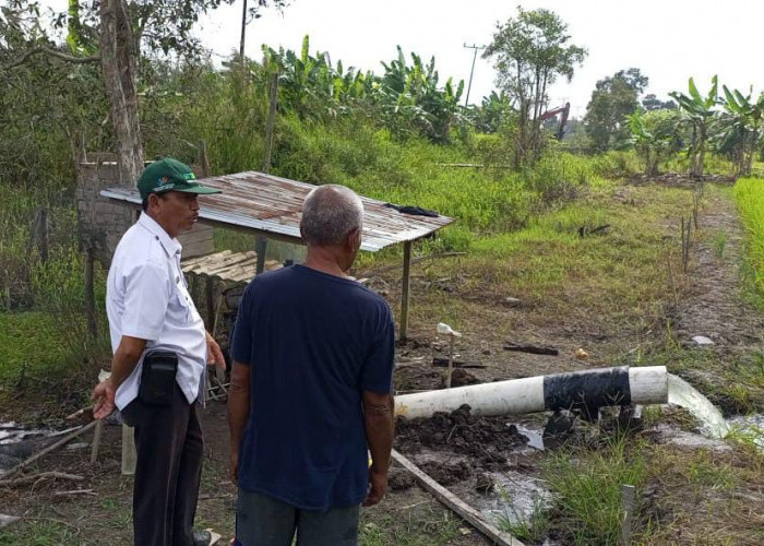 Sawah Terancam Kekeringan Ini Langkah Pemkab Mesuji