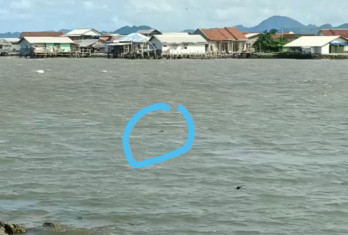 Seekor Buaya Air Asin Muncul di Perairan Pesisir Teluk Bandar Lampung, Warga di Imbau untuk Hati-hati