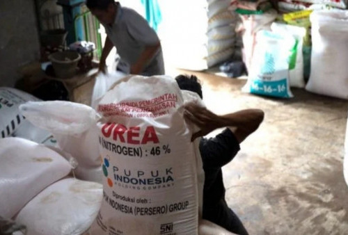 Ini Jumlah Penyaluran Pupuk Subsidi di Lampung