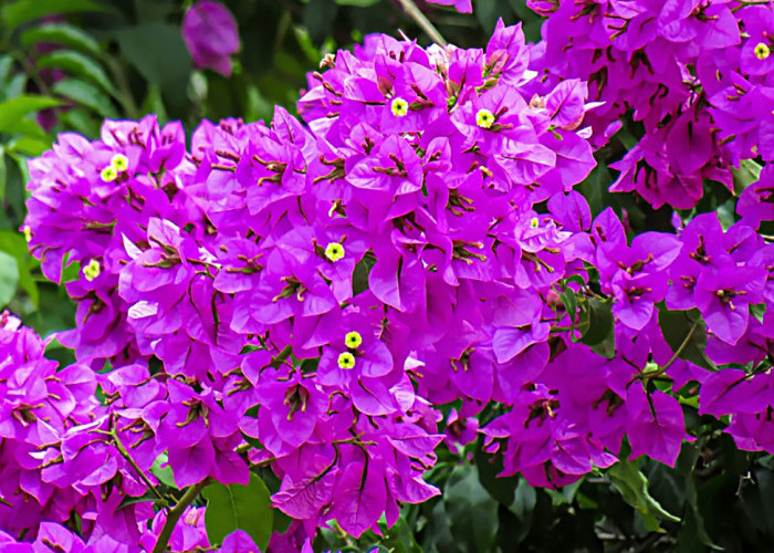 Cek Fakta Mitos Bougenville, Bunga Kertas Pemilik Kelopak Indah yang Disebut Berbahaya  