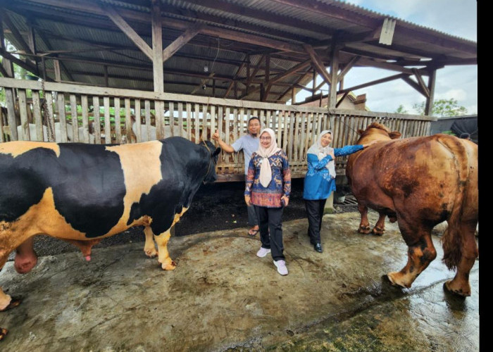 Jelang Iduladha, Dinas Peternakan Lampung Perketat Pengawasan 16 Sapi Kurban Bantuan Presiden