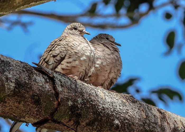 8 Burung Perkutut Lokal yang Disebut Memiliki Tuah Bagi Pemiliknya 