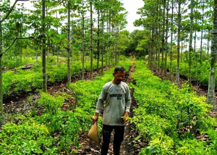 Mampukah Sistem Agroforestri Mendukung Petani Berjaya?