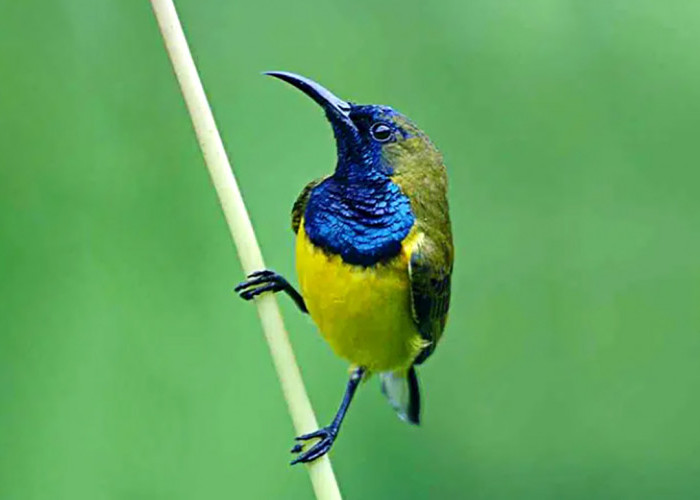 Sogok Ontong, Burung Madu Dengan Kicauan Nyaring 
