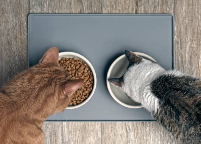 4 Cara Memilih Makanan Kucing yang Tepat dan Sehat