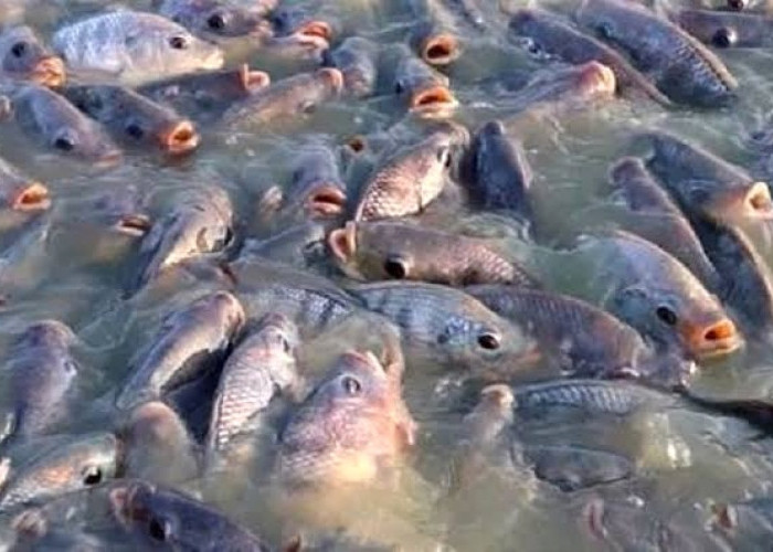 Dinas Perikanan Lampung Barat Bagikan 400.000 Ekor Benih Ikan Nila untuk 15 Kecamatan 