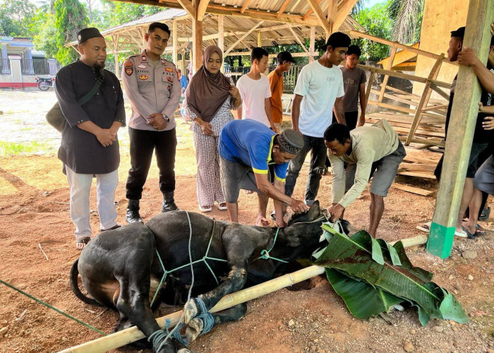 Kurban Terbanyak di Way Serdang, Mesuji Potong Ribuan Hewan pada Iduladha 2026