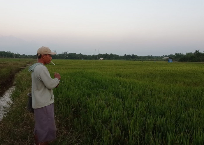 Tolong! Para Petani di Lampung Ini Terancam Gagal Panen