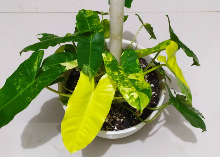 Philodendron Burle Marx, Pilih si Hijau atau Variegata?