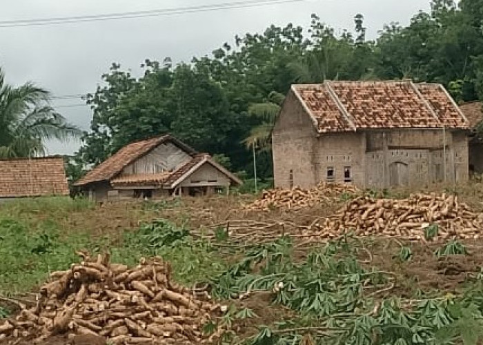 Ironi, Mayoritas Singkong Milik Petani Kecil Menumpuk Menunggu Pembeli