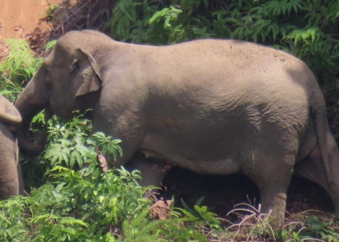 Diarahkan ke TNBBS, Gajah Berbalik Giring Satgas