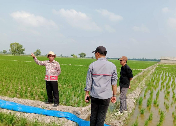 Petakan Sawah Rawan Kekeringan, Distan Mesuji Siapkan Langkah Antisipasi Kemarau