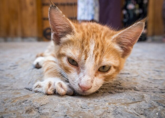 7 Cara Mengatasi Anak Kucing yang Sekarat