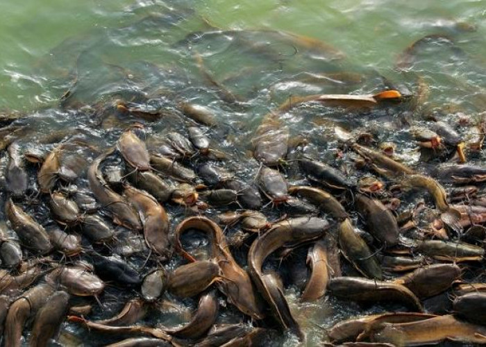 Bahan-Bahan Dapur yang Bisa Digunakan untuk Membersihkan Ikan Lele Agar Tidak Berlendir