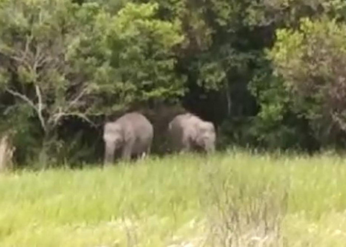 Kawanan Gajah Berkeliaran di Rumah Warga dan Minimarket