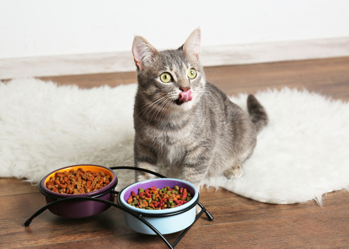 6 Rekomendasi Makanan Kucing Kering Bergizi Dengan Harga Murah