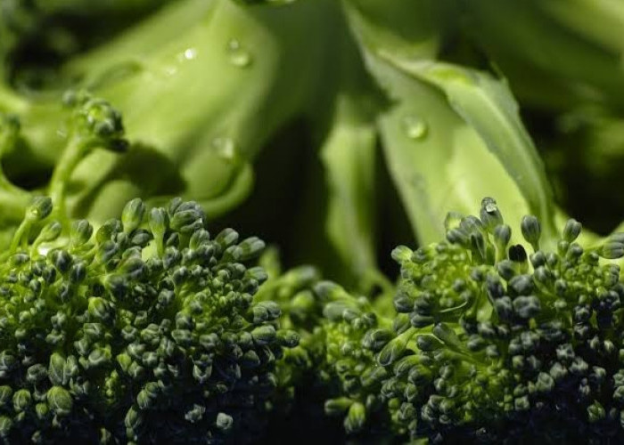 Mau Tulang Tidak Cepat Keropos? Coba Ikuti Resep Jus Brokoli yang Nikmat Bantu Cegah Osteoporosis