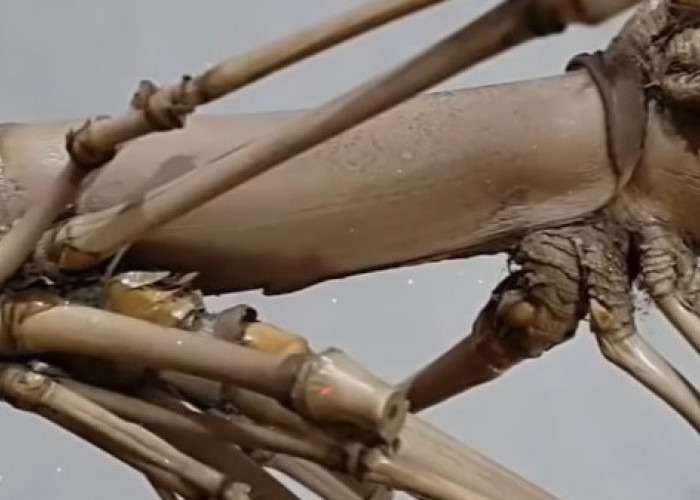 Mitos Bambu Petuk yang Diyakini Sebagai Tempat Tinggal Makhluk Ghaib