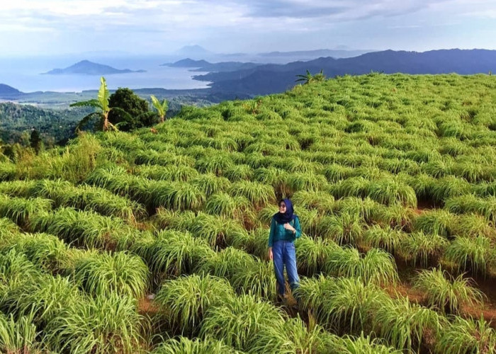 Homestay Murah Dengan 4 Ikon Bukit di Desa Wisata Lampung