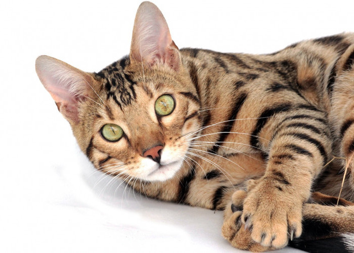 Ras Kucing yang Menyerupai Harimau, Nomor 4 dan 6 Dari Afrika