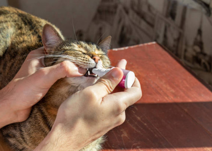 Bisa Dengan Bahan Alami. Inilah 6 Cara Mengobati Sariawan Pada Kucing