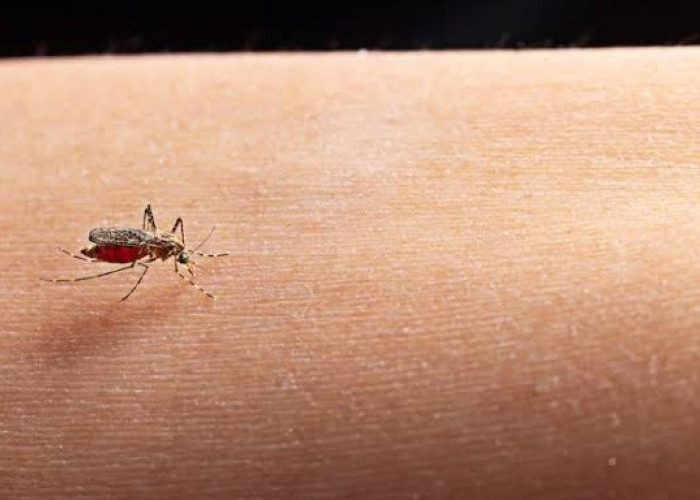 Kenali Chagas, Penyakit yang Bisa Menyerang Jantung