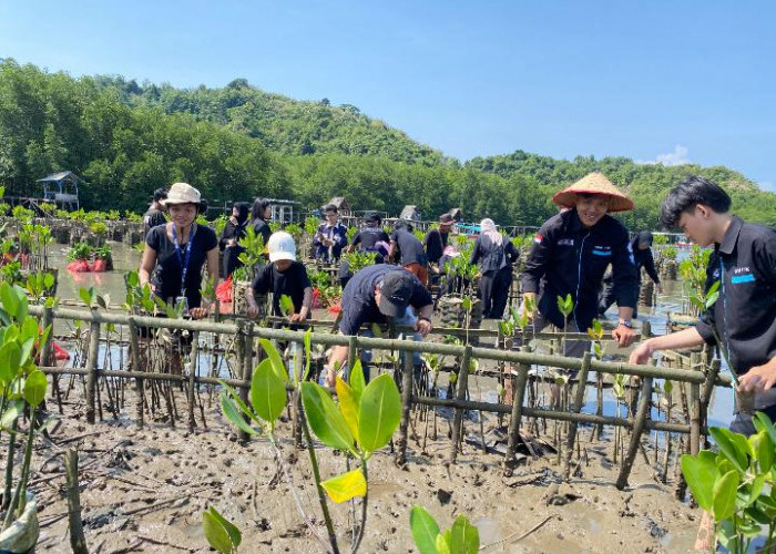BEM FTIK Universitas Teknokrat Tanam Seribu Pohon Mangrove di Pesisir Sidodadi