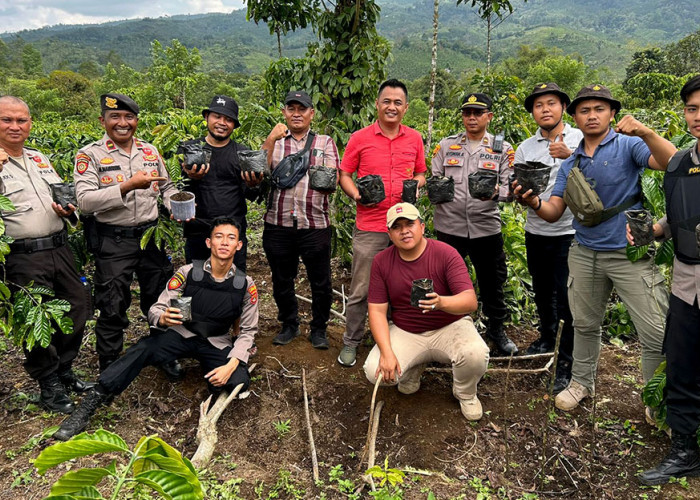 ‘Jalan-jalan’ ke Sumsel, Anggota Polres Lampung Barat Temukan Kebun Ganja di OKU Selatan 