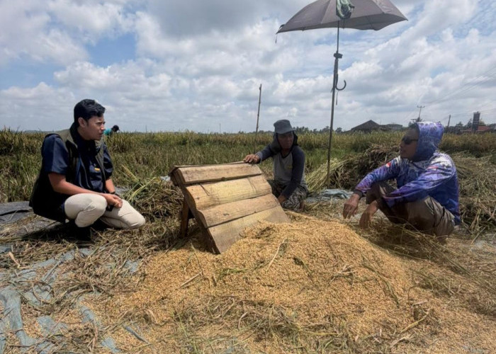 Serapan Gabah Petani di Lampung Tembus 400 Ribu Ton, Target Tinggal 20 Persen