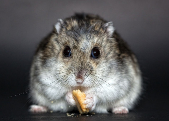 Ingin Miliki Hewan Peliharaan Eksotis di Rumah? Anda Bisa Pilih Hamster yang Jinak Ini
