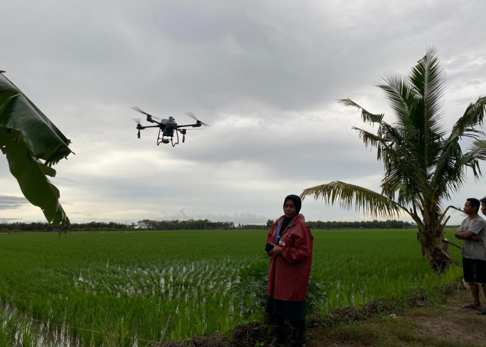 Lebih Efisien! Petani di Mesuji Lampung Pakai Drone Siram Pupuk di Sawahnya, 1 Hektar cuma 11 Menit