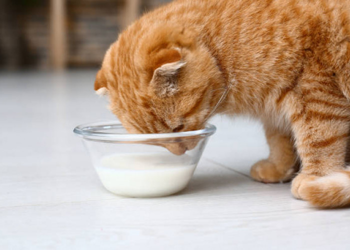 Bolehkah Kucing Minum Susu Beruang? Begini Penjelasannya