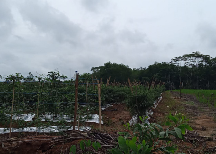 Hasil Petani Cabai di Mesuji Lampung Belum Mampu Penuhi Permintaan Pasar