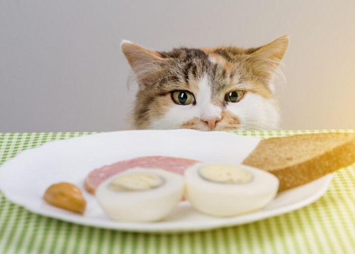 Catat Ya! Inilah Makanan Manusia yang Aman Bagi Kucing