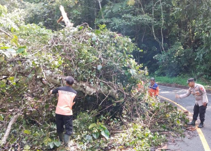 Polsek Bengkunat Evakuasi Pohon Tumbang di Ruas Jalinbar Kawasan Hutan TNBBS