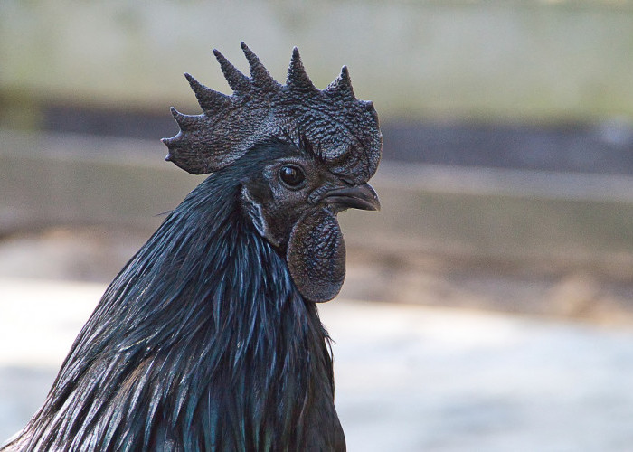 Fantastis, Harga Ayam Cemani yang Eksotis dan Langka Mencapai Puluhan Juta Rupiah