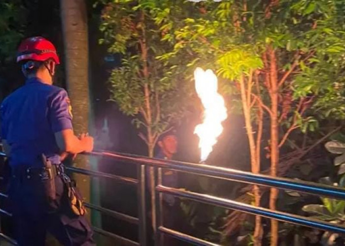 Selama 2026 Damkarmat Tangani 666 Evakuasi Nonkebakaran, Sarang Tawon Paling Dominan