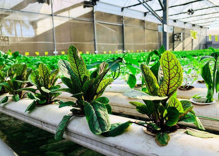Cara Menanam Sayur Hidroponik untuk Hasil Panen Cepat dan Berkualitas