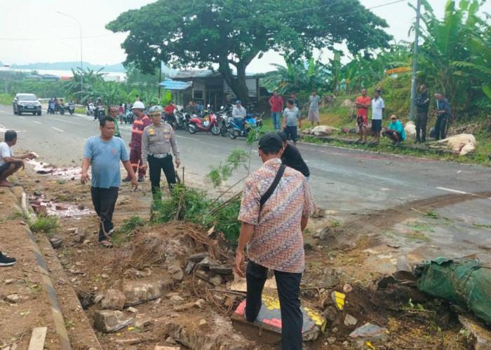 Laka Maut Beruntun di Jalan Lintas Sumatera, Pengemudi Truk dan Sapi Tewas