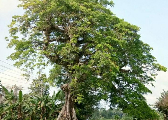Fakta Dibalik Mitos Pohon Kepuh yang Ternyata Miliki Segudang Manfaat