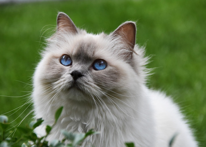 7 Ras Kucing yang Memiliki Mata Berwarna Biru