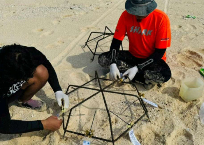 ITB Lakukan Aksi Transplantasi Terumbu Karang dengan Metode Jaring Laba-laba di Pulau Pisang, Pesisir Barat