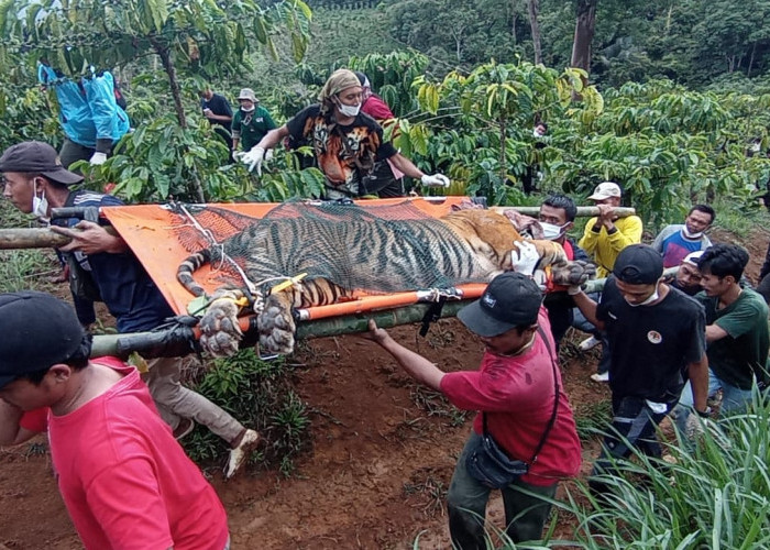 Detik-detik Harimau Sumatera Agresif Ditangkap Hidup-hidup di Batu Brak, Evakuasi Penuh Ketegangan
