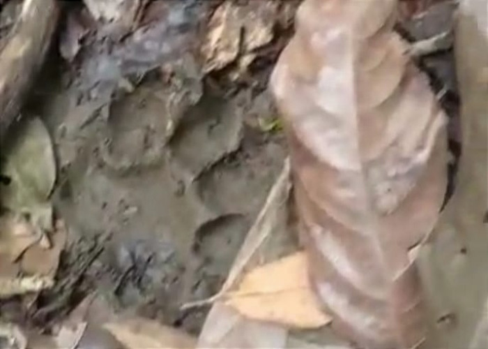 Temuan Tapak Harimau di Semaka, Warga Diminta Jangan Lakukan Ini 